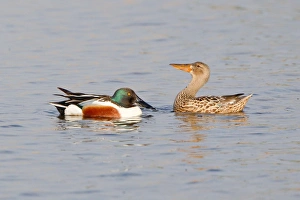 Northern Shoveler -Anas clypeata-, displaying pair North Rhine Westphalia, Deuschland Northern Shoveler -Anas clypeata-, displaying pair North Rhine Westphalia, Deuschland