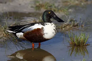 Northern shoveler -Anas clypeata-, drake standing on the shore, Lake Neusiedl, Burgenland, Austria, Europe Northern shoveler -Anas clypeata-, drake standing on the shore, Lake Neusiedl, Burgenland, Austria, Europe