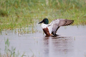 Northern Shoveller -Anas clypeata-, drake beating its wings, Lake Neusiedl, Austria Northern Shoveller -Anas clypeata-, drake beating its wings, Lake Neusiedl, Austria