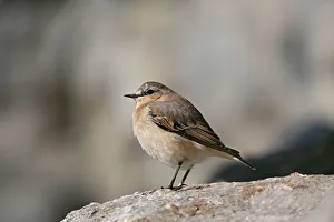 Northern Wheatear (Oenanthe oenanthe), males in eclipse plumage, Alpine Zoo Innsbruck, Tyrol, Austria, Europe Northern Wheatear (Oenanthe oenanthe), males in eclipse plumage, Alpine Zoo Innsbruck, Tyrol, Austria, Europe