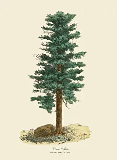 Norway Spruce Pine Tree or Pinus Abies, Victorian Botanical Illustration Norway Spruce Pine Tree or Pinus Abies, Victorian Botanical Illustration