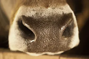 Nose of an Austrian cow, Brown Swiss, with water beads Nose of an Austrian cow, Brown Swiss, with water beads