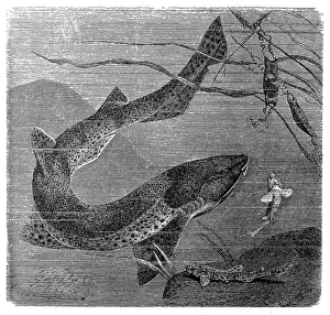 The nursehound , Catshark , large-spotted dogfish, greater spotted dogfish, or bull huss (Scyliorhinus stellaris) The nursehound , Catshark , large-spotted dogfish, greater spotted dogfish, or bull huss (Scyliorhinus stellaris)