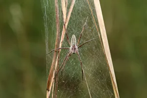 Nursery web spider -Pisaura mirabilis-, Allgaeu region, Bavaria, Germany, Europe Nursery web spider -Pisaura mirabilis-, Allgaeu region, Bavaria, Germany, Europe
