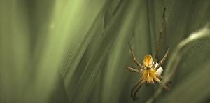 Nursery-web Spider -Pisaura mirabilis- with an egg sac, Schmellwitz, Cottbus, Brandenburg, Germany Nursery-web Spider -Pisaura mirabilis- with an egg sac, Schmellwitz, Cottbus, Brandenburg, Germany