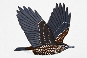 Nutcracker (Nucifraga caryocatactes), adult Nutcracker (Nucifraga caryocatactes), adult