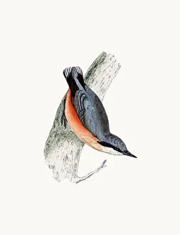 Nuthatch bird Nuthatch bird