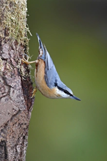 Nuthatch -Sitta europaea-, adult, running down a tree trunk, Neunkirchen, Siegerland Nuthatch -Sitta europaea-, adult, running down a tree trunk, Neunkirchen, Siegerland