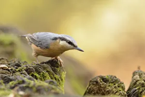 Nuthatch -Sitta europaea- perched on a stump in autumn, Leipzig, Saxony, Germany Nuthatch -Sitta europaea- perched on a stump in autumn, Leipzig, Saxony, Germany