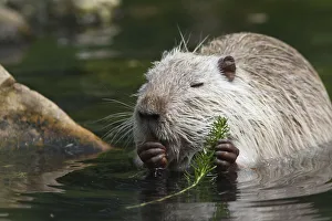 Nutria, Coypu or River Rat -Myocastor coypus-, Wiesbaden, Hesse, Germany Nutria, Coypu or River Rat -Myocastor coypus-, Wiesbaden, Hesse, Germany