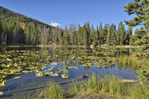 Nymph Lake, Rocky Mountain National Park, Colorado, USA Nymph Lake, Rocky Mountain National Park, Colorado, USA