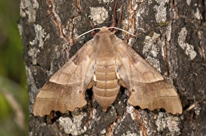 Oak Hawk-moth -Marumba quercus-, female on a tree trunk, Lake Kerkini region, Greece Oak Hawk-moth -Marumba quercus-, female on a tree trunk, Lake Kerkini region, Greece
