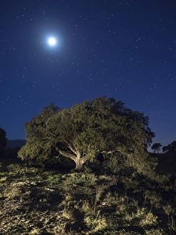 Oak in the top of a mountain illuminated by the full moonlight Oak in the top of a mountain illuminated by the full moonlight