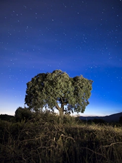 Oak in the night in the mountain, with a sky of crepuscular light and with stars Oak in the night in the mountain, with a sky of crepuscular light and with stars