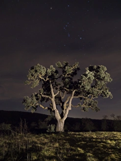 Oak a night of stars with a constellation Oak a night of stars with a constellation