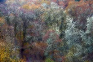 Oak trees in autumn color, Roseburg, Oregon, USA Oak trees in autumn color, Roseburg, Oregon, USA