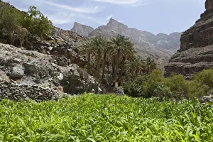Oasis with date palms and green fields, canyon of Jebel Shams, Hadschar-Gebirge, Al Hajir, Oman Oasis with date palms and green fields, canyon of Jebel Shams, Hadschar-Gebirge, Al Hajir, Oman