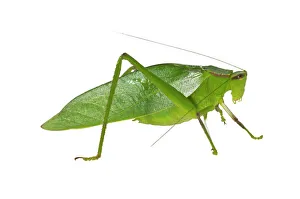 Oblong-Winged Katydid -Amblycorypha oblongifolia-, green morph, male Oblong-Winged Katydid -Amblycorypha oblongifolia-, green morph, male