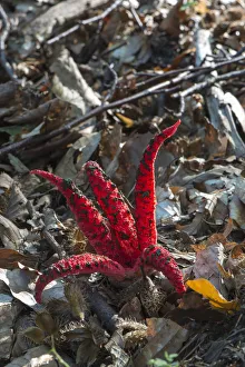 Octopus Stinkhorn -Clathrus archeri-, fruiting body, Monchbruch forest, Hesse, Germany Octopus Stinkhorn -Clathrus archeri-, fruiting body, Monchbruch forest, Hesse, Germany