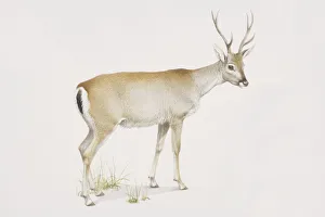 Odocoileus bezoarticus, Pampas Deer, side view Odocoileus bezoarticus, Pampas Deer, side view