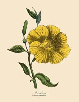 Oenothera or Evening Primrose Plant, Victorian Botanical Illustration Oenothera or Evening Primrose Plant, Victorian Botanical Illustration