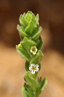 Oftia africana, Goegap Nature Reserve, Namaqualand, South Africa Oftia africana, Goegap Nature Reserve, Namaqualand, South Africa