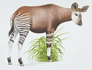 Okapia johnstoni, Okapi with a brown body and stripey legs, side view Okapia johnstoni, Okapi with a brown body and stripey legs, side view