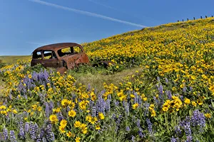Old abandoned car and fields of lupine and Arrow Leaf Balsamroot (Balsamorhiza sagittata) Old abandoned car and fields of lupine and Arrow Leaf Balsamroot (Balsamorhiza sagittata)