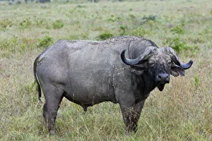 Old African Buffalo -Syncerus caffer- with purulent eye, Lake Nakuru National Park, Kenya Old African Buffalo -Syncerus caffer- with purulent eye, Lake Nakuru National Park, Kenya