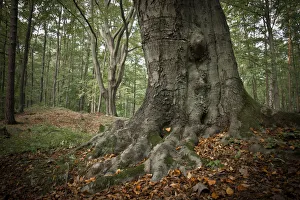 Old beech tree -Fagus-, with roots showing above ground, Schlaubetal Old beech tree -Fagus-, with roots showing above ground, Schlaubetal