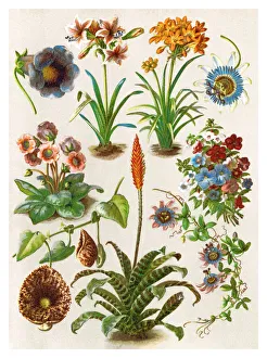 Magical world illustration/botanical illustrations/old chromolithograph illustration blossom Magical world illustration/botanical illustrations/old chromolithograph illustration blossom