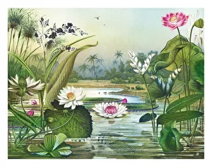Old chromolithograph illustration of Botany, water plants Old chromolithograph illustration of Botany, water plants