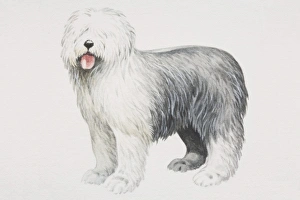 Old English Sheepdog (canis familiaris), side view Old English Sheepdog (canis familiaris), side view