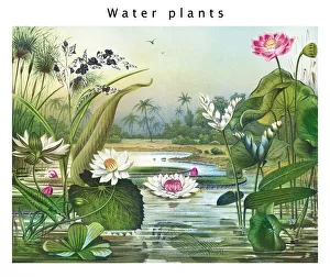 Old engraved illustration of Botany, water plants Old engraved illustration of Botany, water plants