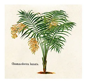 Old engraved illustration of Chamaedorea tepejilote, pacaya palm (Chamaedorea lunata) Old engraved illustration of Chamaedorea tepejilote, pacaya palm (Chamaedorea lunata)
