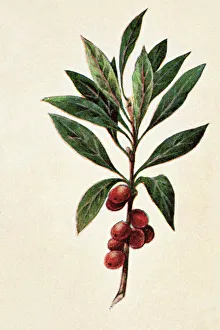 Old engraved illustration of a Daphne mezereum - Poisonous plants Old engraved illustration of a Daphne mezereum - Poisonous plants