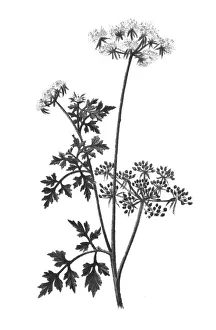 Old engraved illustration of fool's parsley, fool's cicely, or poison parsley (Aethusa cynapium) Old engraved illustration of fool's parsley, fool's cicely, or poison parsley (Aethusa cynapium)