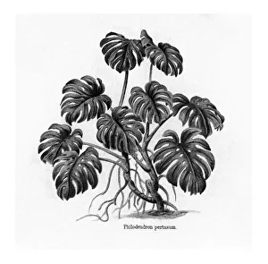 Old engraved illustration of Monstera Deliciosa, Philodendron Pertusum Old engraved illustration of Monstera Deliciosa, Philodendron Pertusum