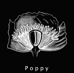 Old engraved illustration of poppy flower (Papaveraceae ) Old engraved illustration of poppy flower (Papaveraceae )