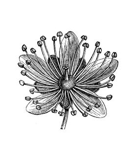 Old engraved illustration of Tilia flowers, Lime flower Old engraved illustration of Tilia flowers, Lime flower
