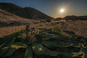 A very old female Welwitschia mirabilis (Miracle Plant) with cones in the hot Namib A very old female Welwitschia mirabilis (Miracle Plant) with cones in the hot Namib
