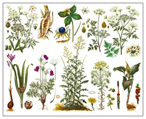 Old lithograph of a Poisonous plants Old lithograph of a Poisonous plants