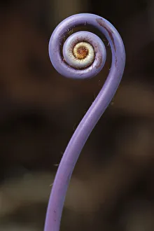 Old world forked fern -Dicranopteris linearis-, a fern frond unfurling, Big Island Old world forked fern -Dicranopteris linearis-, a fern frond unfurling, Big Island