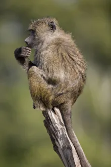 Olive baboon (Papio cynocephalus) resting on tree branch, close-up Olive baboon (Papio cynocephalus) resting on tree branch, close-up