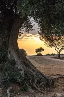 Olive Tree Print in Valle dei Templi