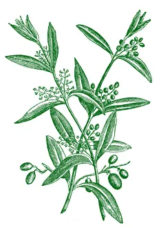Magical world illustration/nastasic images illustrations/olive tree branch fruits Magical world illustration/nastasic images illustrations/olive tree branch fruits