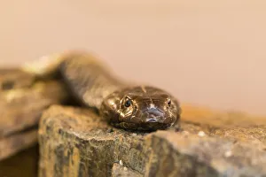 Olive whip snake -Psammophis mossambicus-, Swakopmund, Erongo Region, Namibia Olive whip snake -Psammophis mossambicus-, Swakopmund, Erongo Region, Namibia