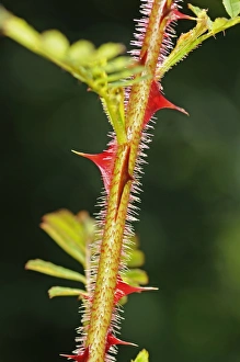 Omei rose -Rosa omeiensis-, red spined stem Omei rose -Rosa omeiensis-, red spined stem