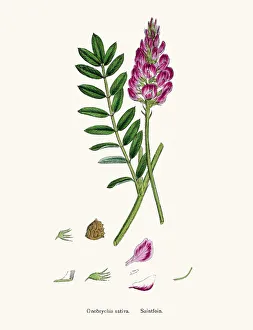 Onobrychis or sainfoins plant 19th century illustration Onobrychis or sainfoins plant 19th century illustration