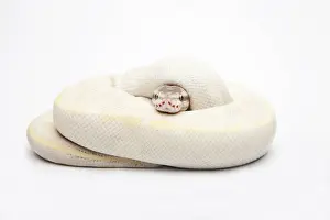 Ball Python Prints: Opal Diamond Ball Python or Royal Python -Python regius-, male